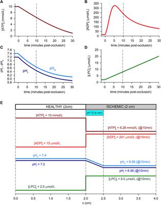 The mechanisms of potassium loss in acute myocardial ischemia: New insights from computational simulations